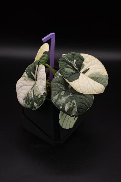 Alocasia Melo Albo Variegata #1