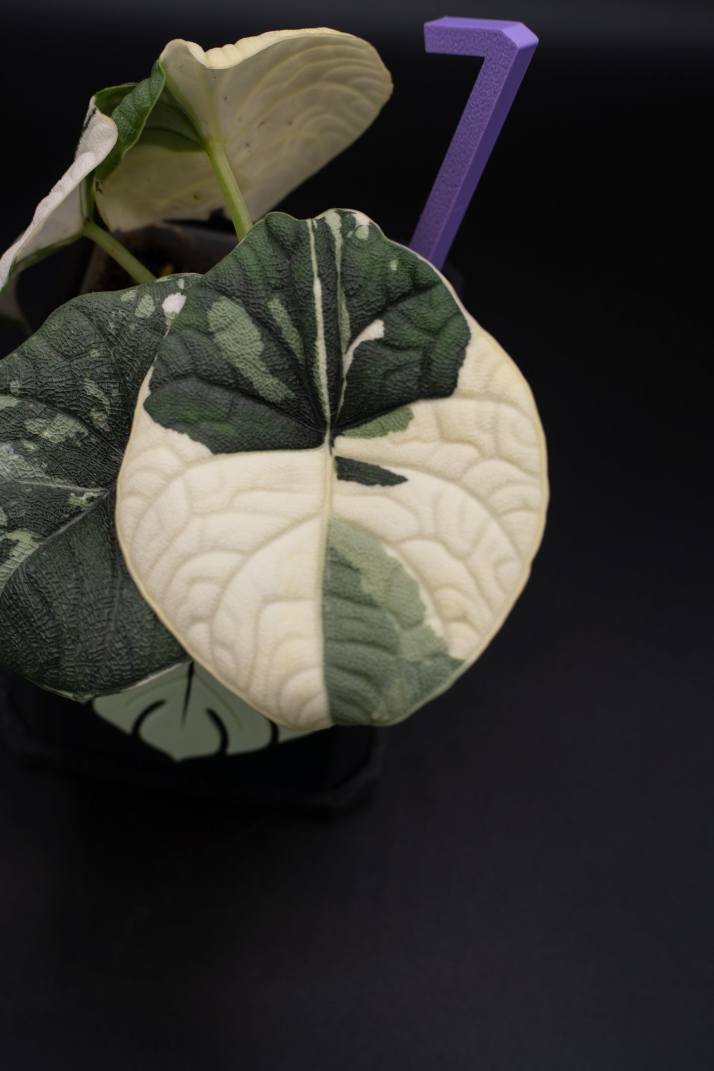 Alocasia Melo Albo Variegata #1