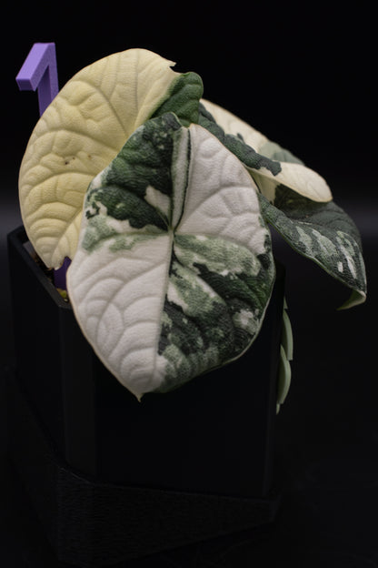 Alocasia Melo Albo Variegata #1