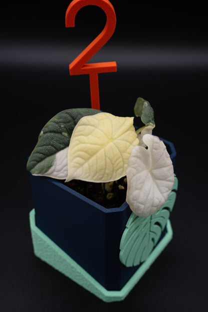 Alocasia Melo Albo Variegata #2
