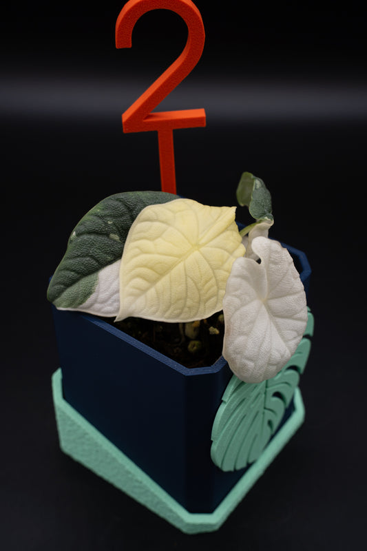 Alocasia Melo Albo Variegata #2