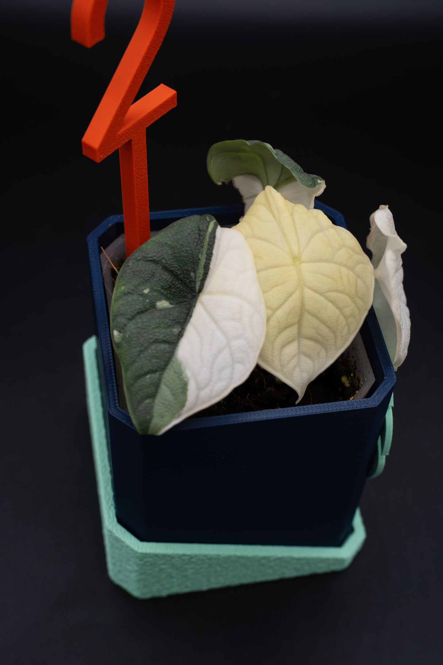 Alocasia Melo Albo Variegata #2