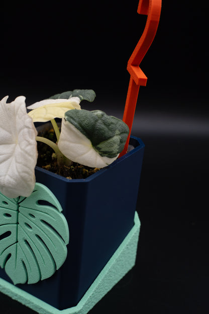 Alocasia Melo Albo Variegata #2