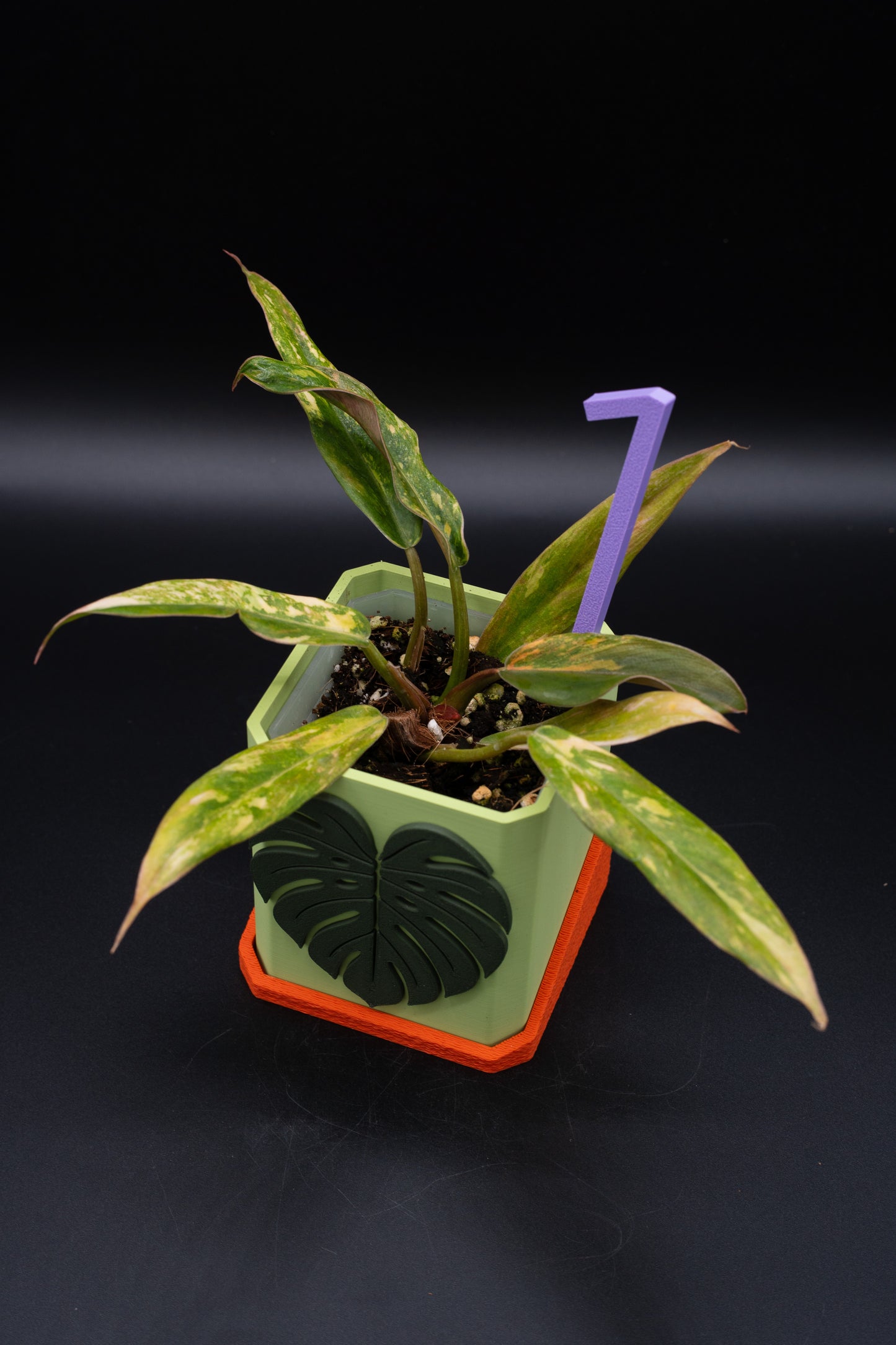 Philodendron Caramel Marble Fire Tiger Variegata
