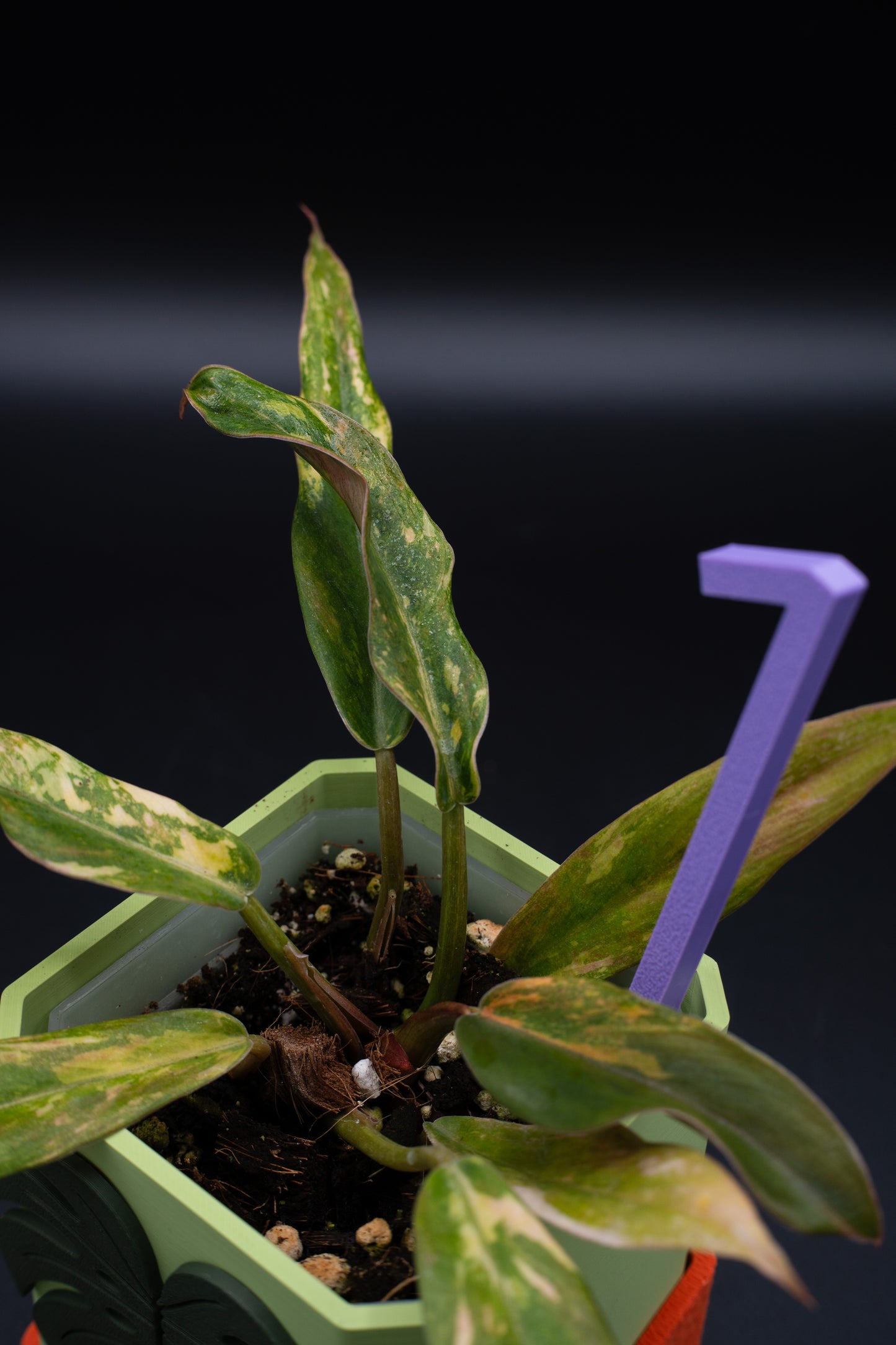 Philodendron Caramel Marble Fire Tiger Variegata