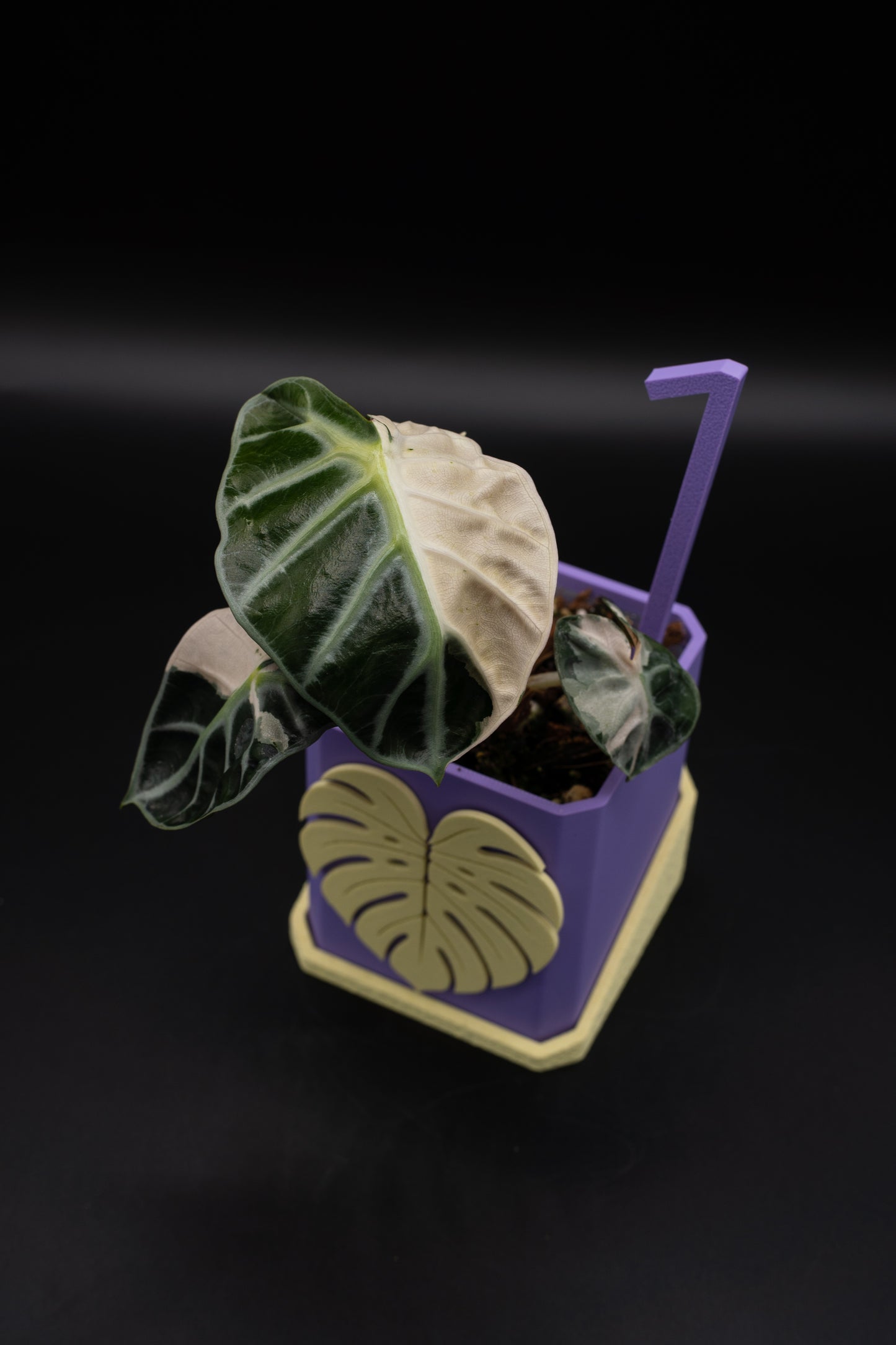 Alocasia Balloon Heart Pink #1
