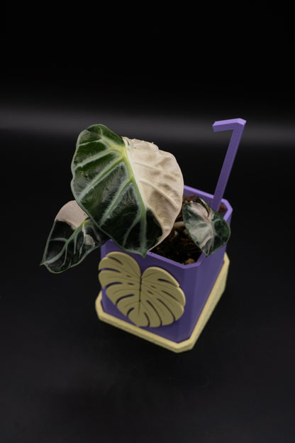 Alocasia Balloon Heart Pink #1