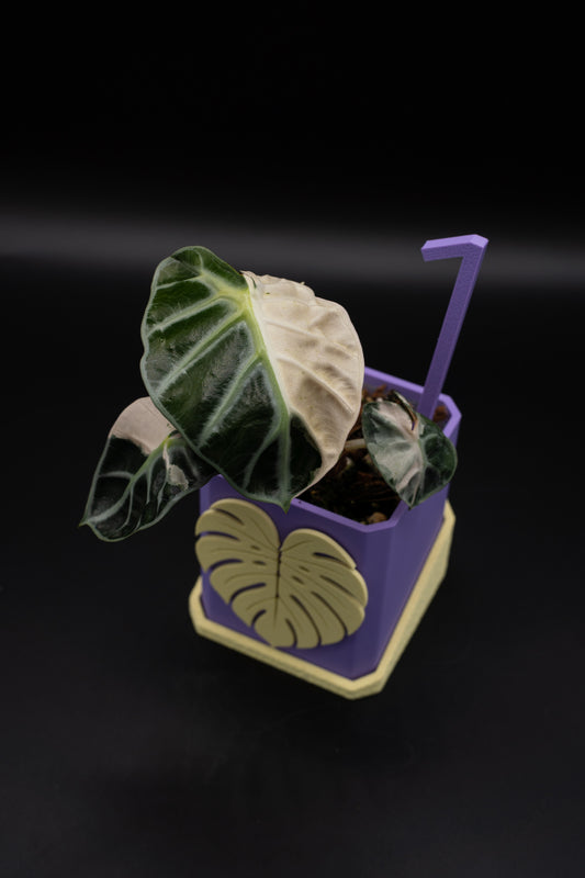 Alocasia Balloon Heart Pink #1