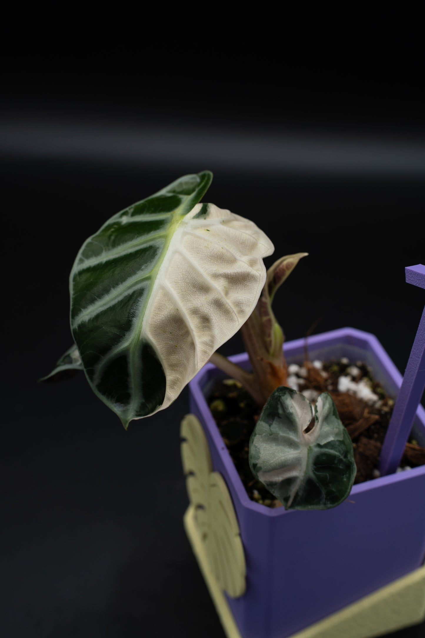 Alocasia Balloon Heart Pink #1