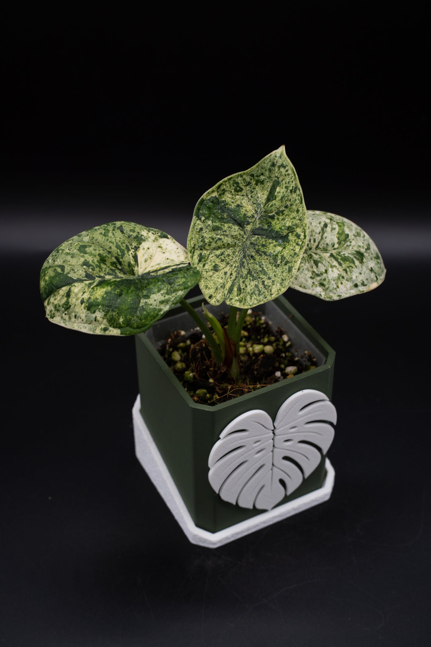 Alocasia Dragon Scale Mint
