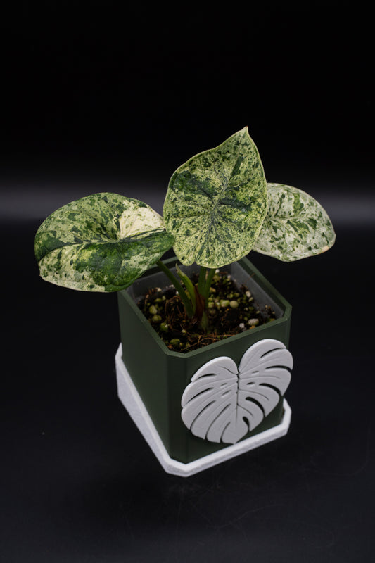 Alocasia Dragon Scale Mint