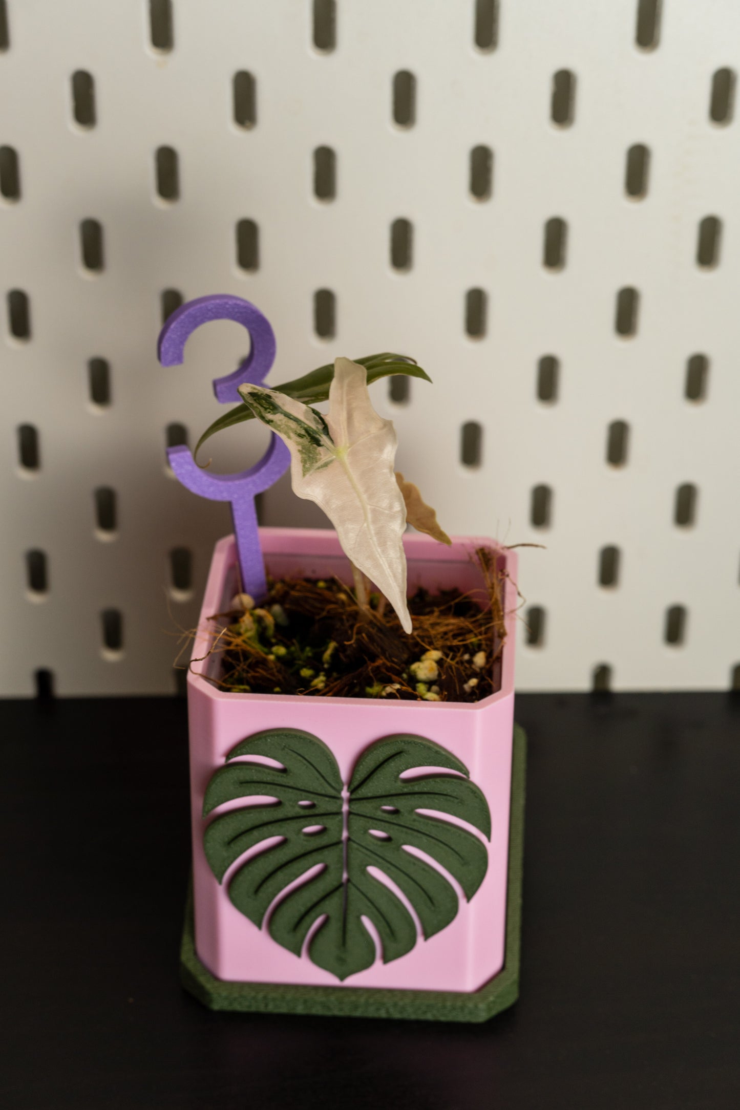 Alocasia Nobilis Pink Variegata aus Rhizom