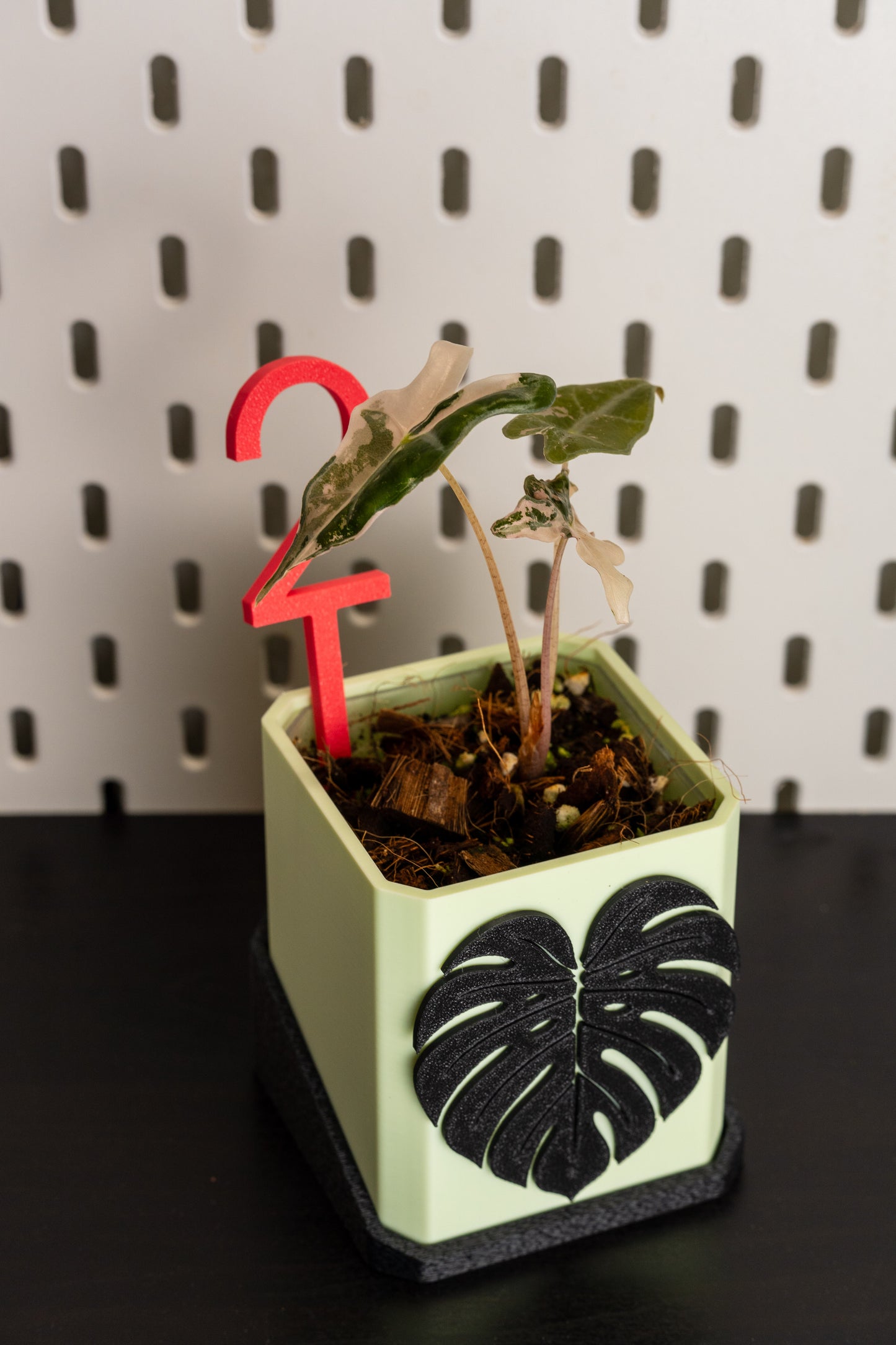 Alocasia Nobilis Pink Variegata aus Rhizom