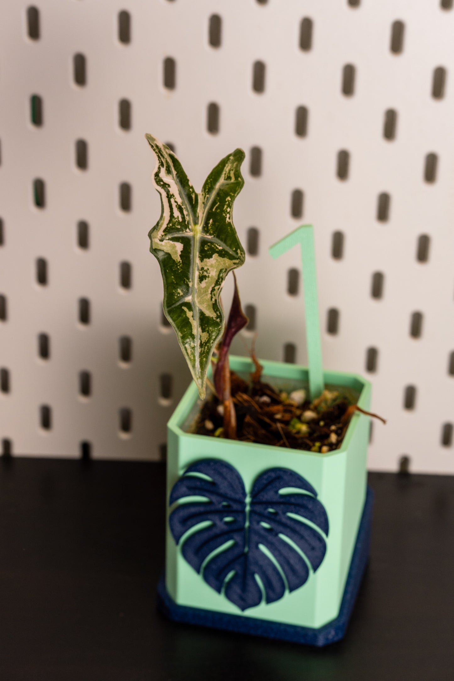 Alocasia Nobilis Pink Variegata aus Rhizom