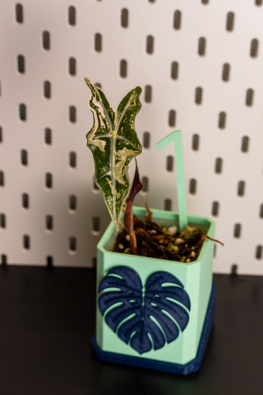 Alocasia Nobilis Pink Variegata aus Rhizom