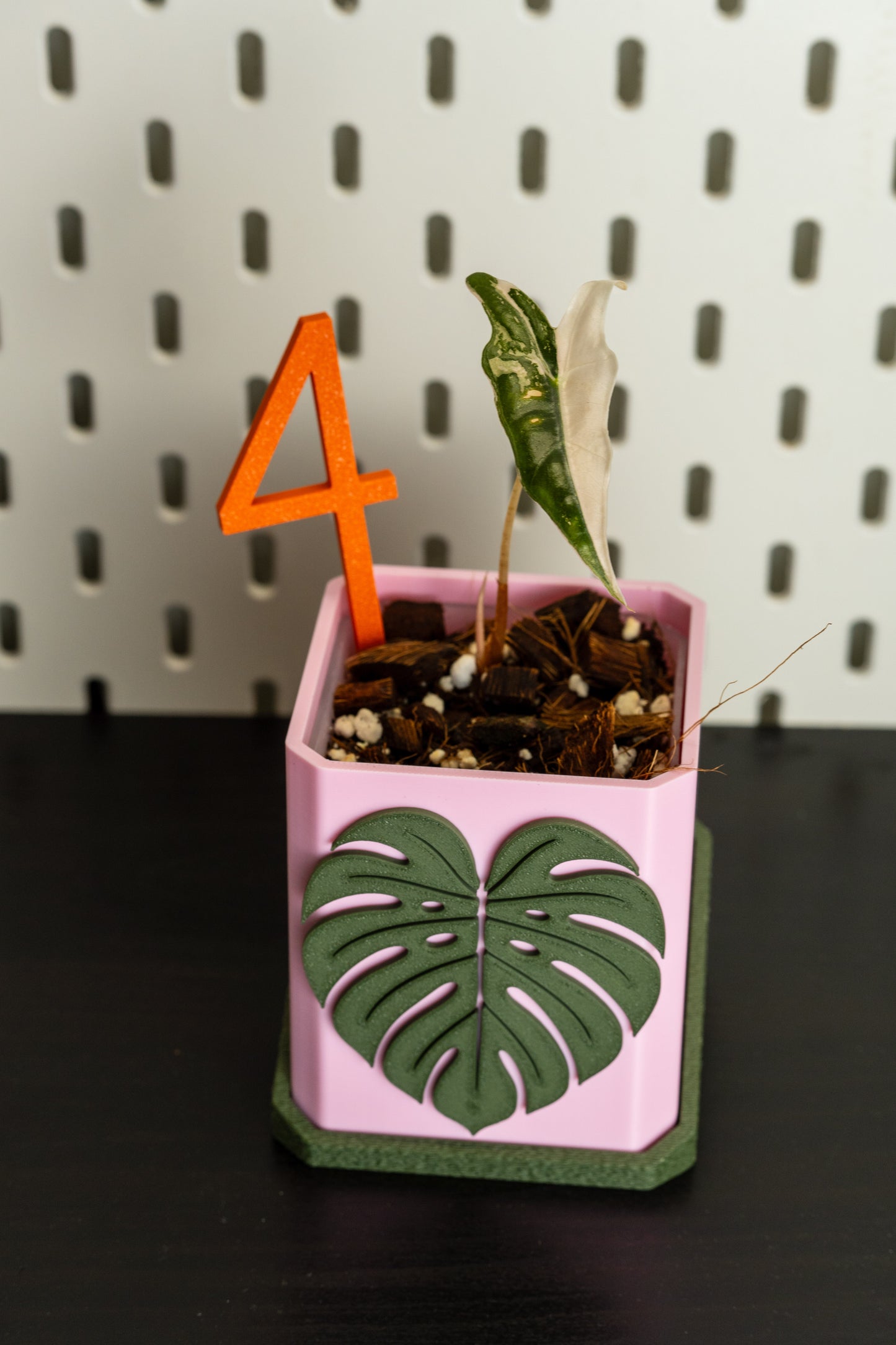 Alocasia Nobilis Pink Variegata aus Rhizom