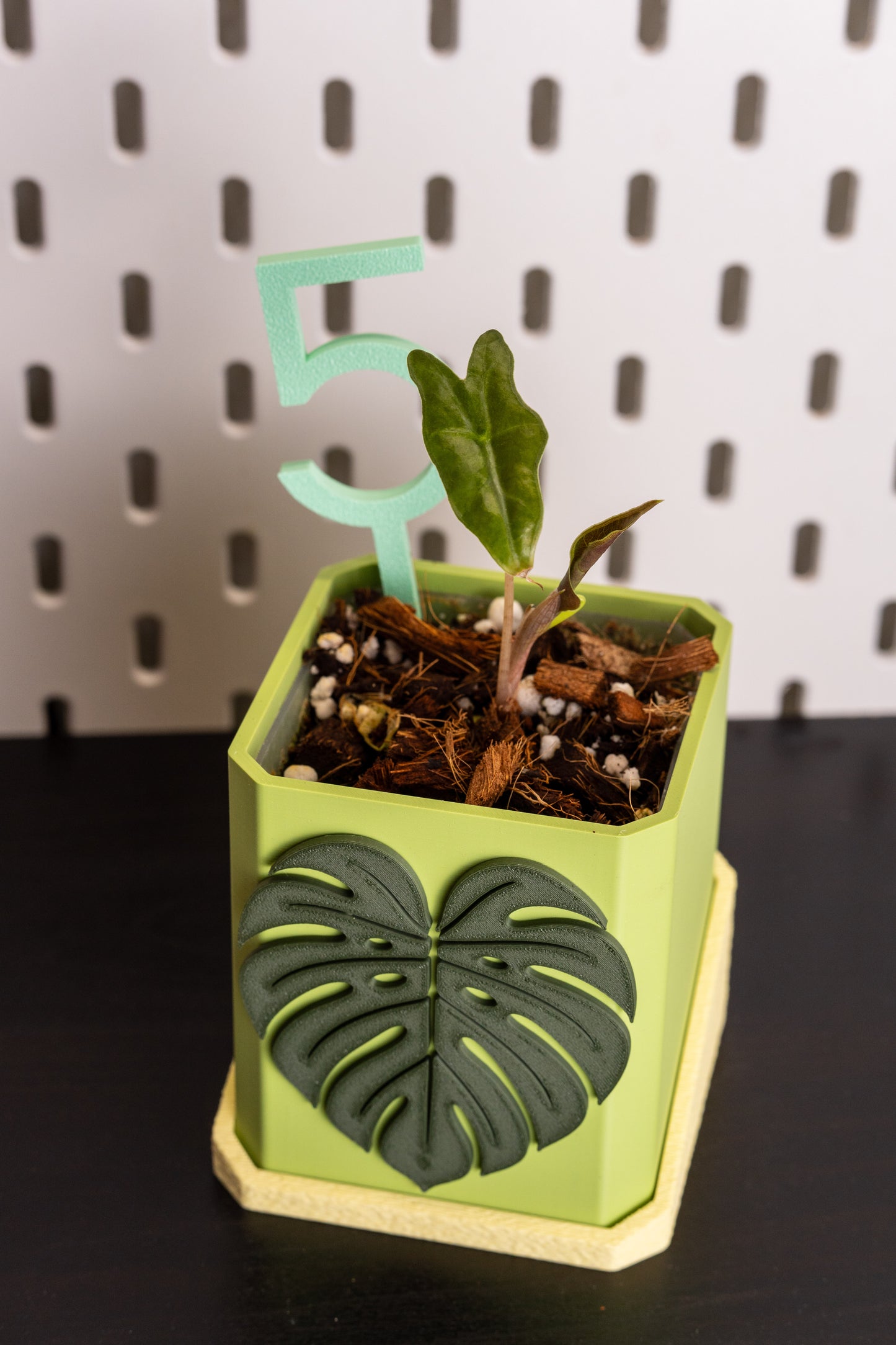 Alocasia Nobilis Pink Variegata aus Rhizom