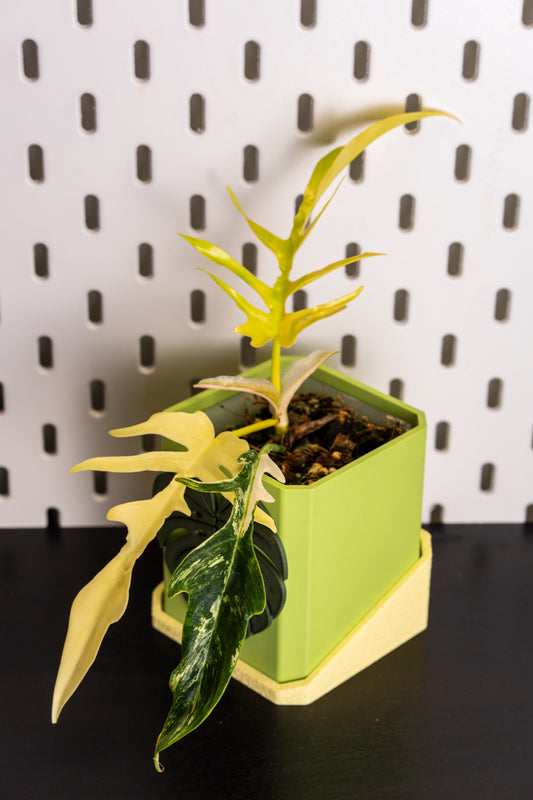 Philodendron Florida Beauty x Tortum Variegata
