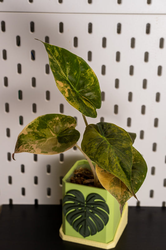 Alocasia Wentii Sunset Aurea Variegata