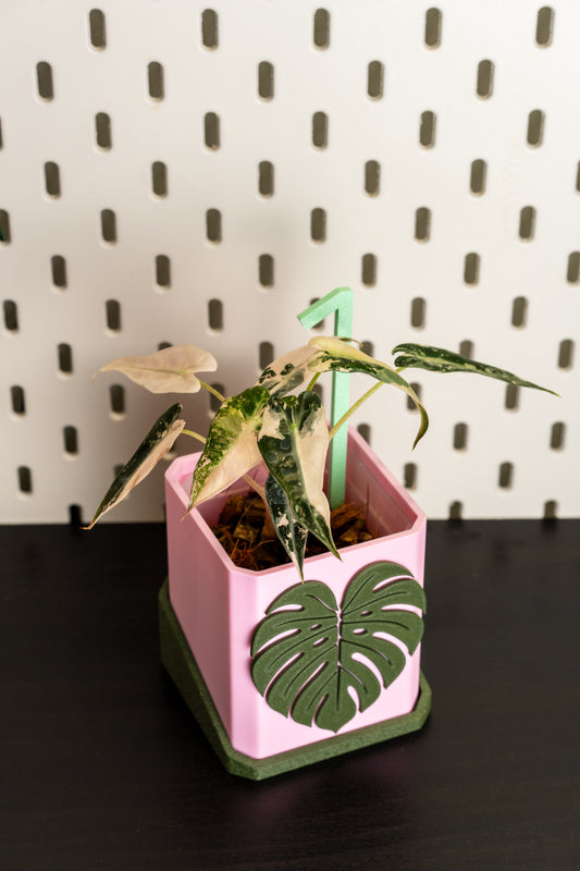 Alocasia Bambino Pink Variegata