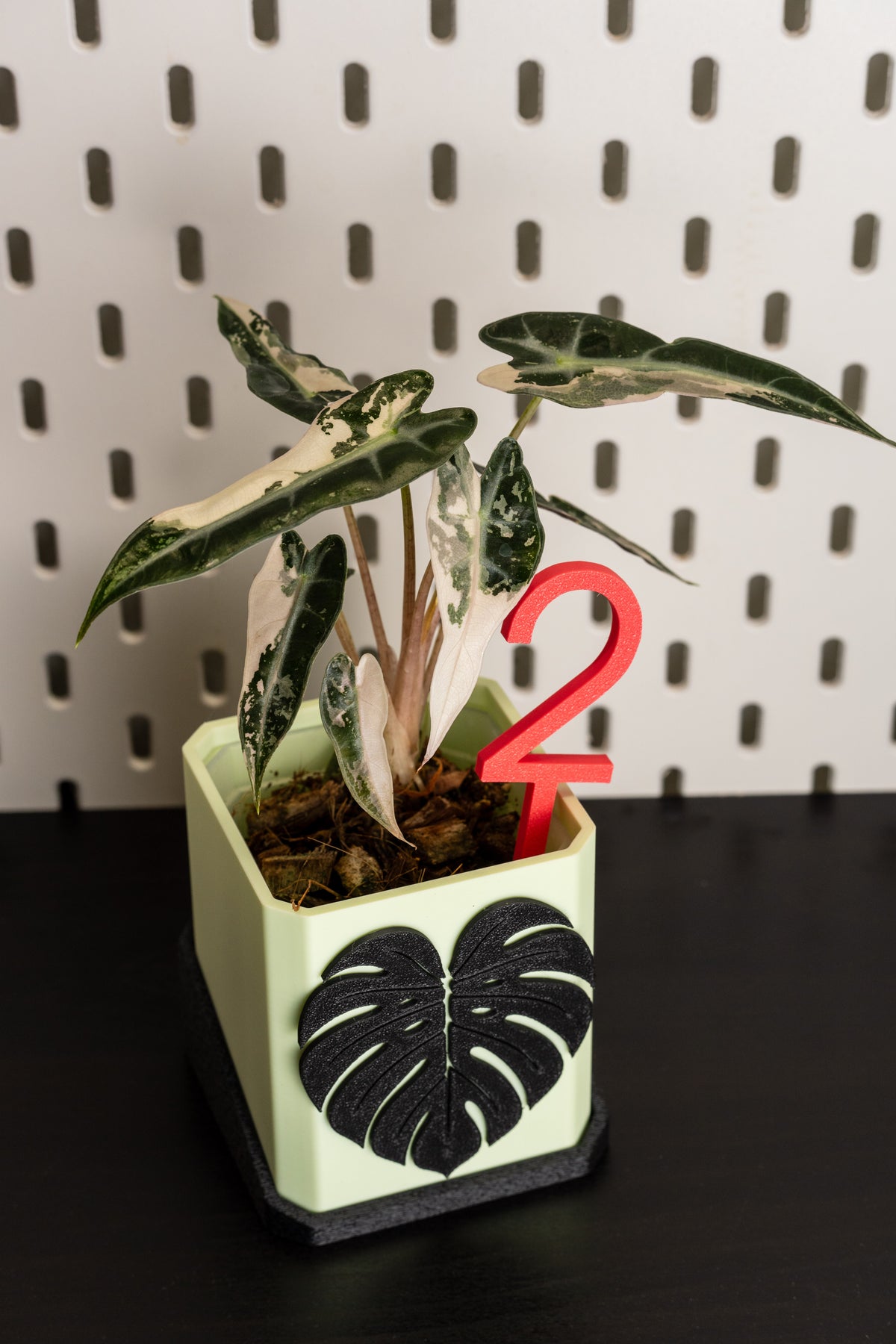Alocasia Bambino Pink Variegata