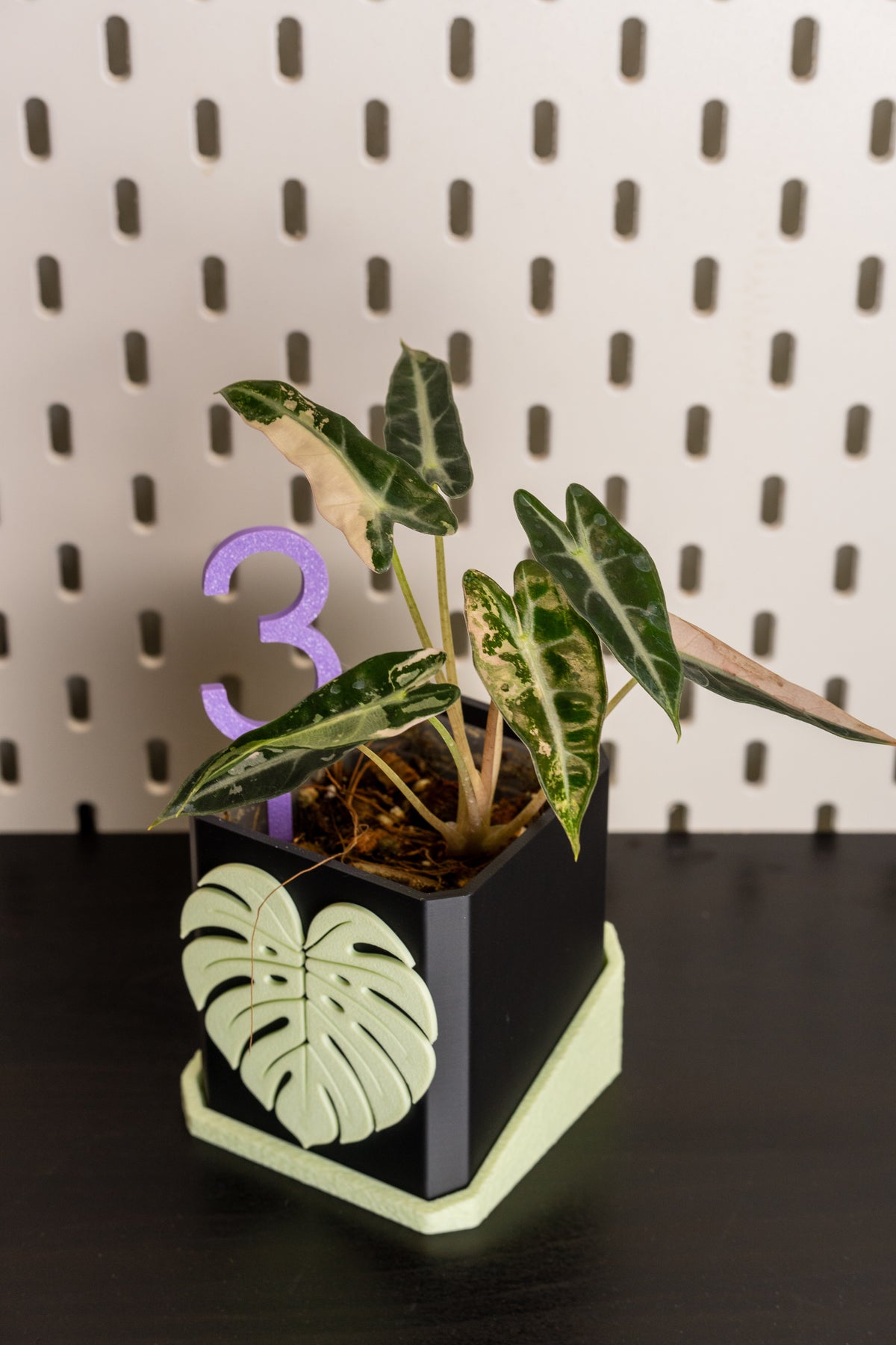 Alocasia Bambino Pink Variegata