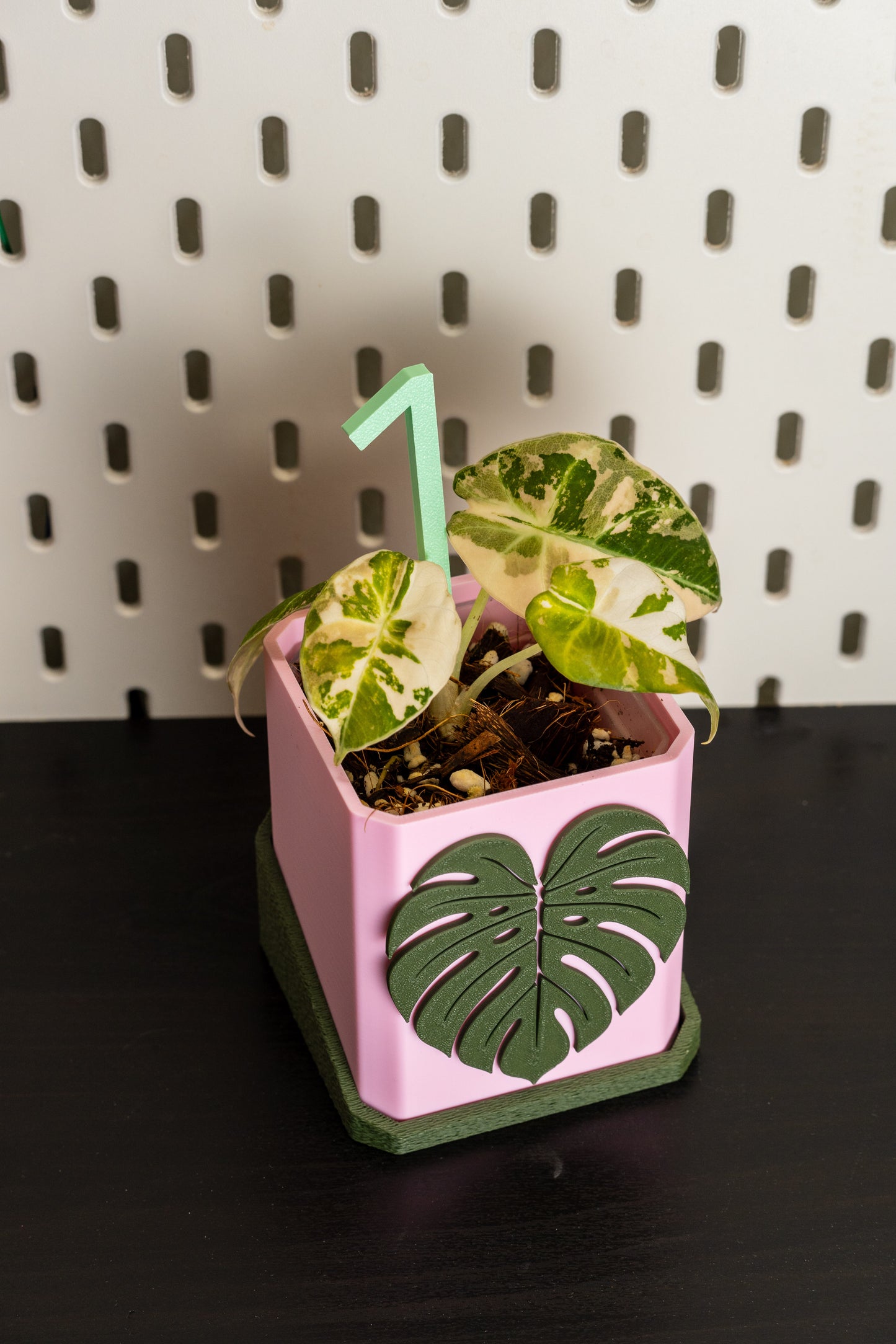 Alocasia Black Velvet Pink Variegata