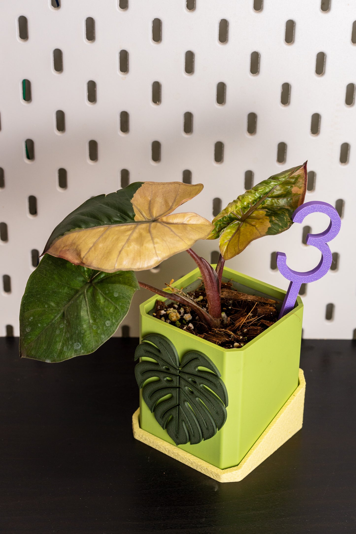 Alocasia Yucatan Princess Pink Variegata