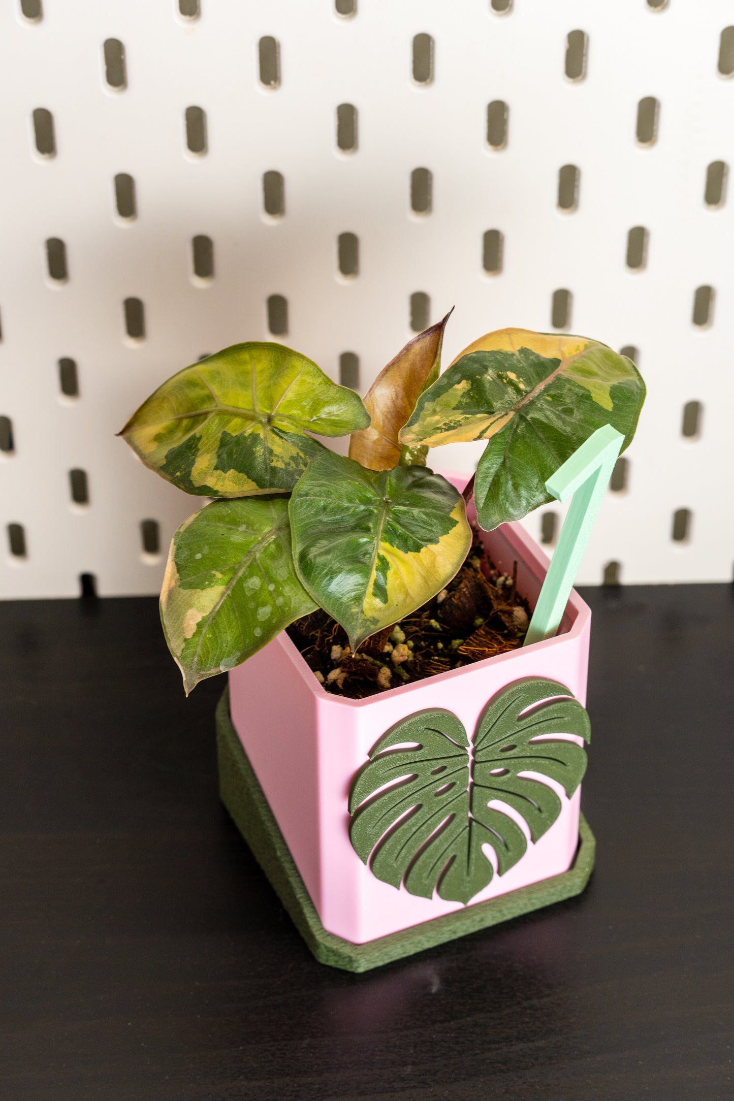 Alocasia Yucatan Princess Pink Variegata