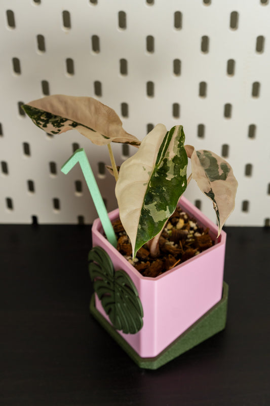 Alocasia Chantrieri Pink Variegata