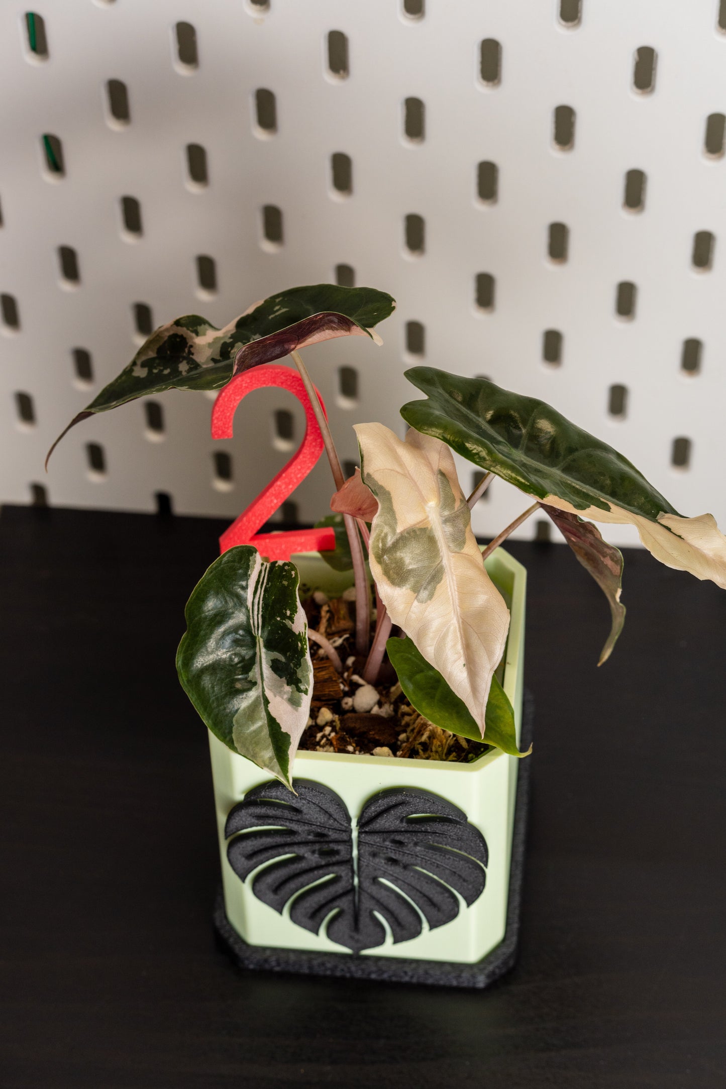 Alocasia Chantrieri Pink Variegata