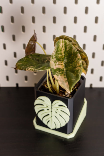 Alocasia Cuprea Latte Variegata