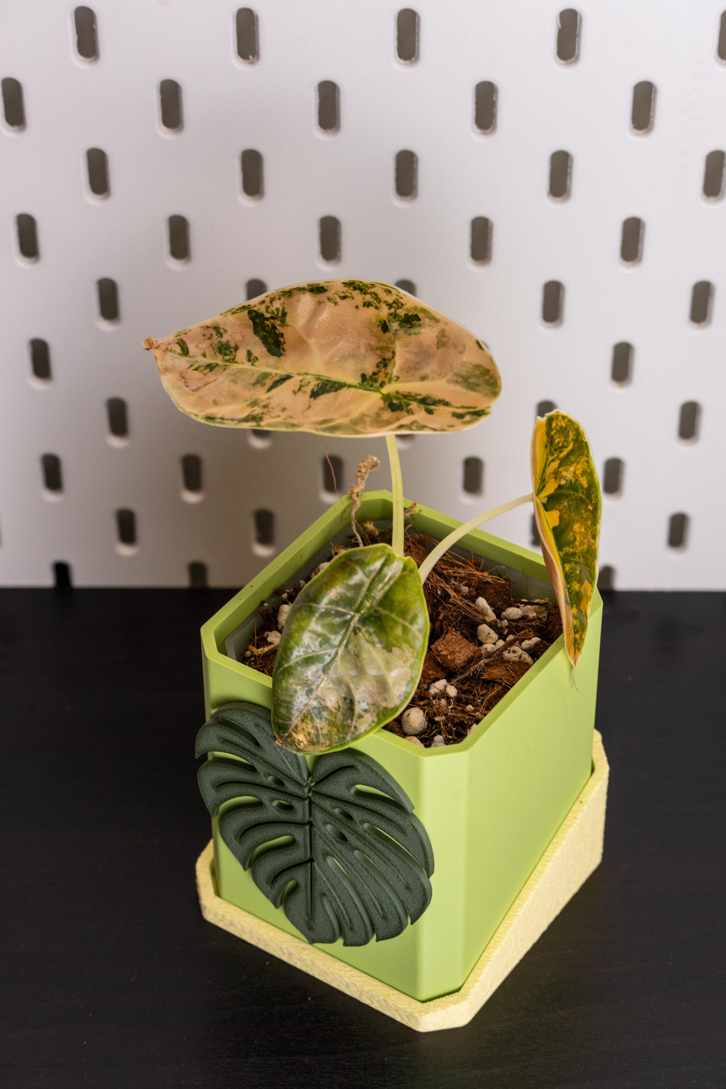 Alocasia Azlanii Aurea Variegata