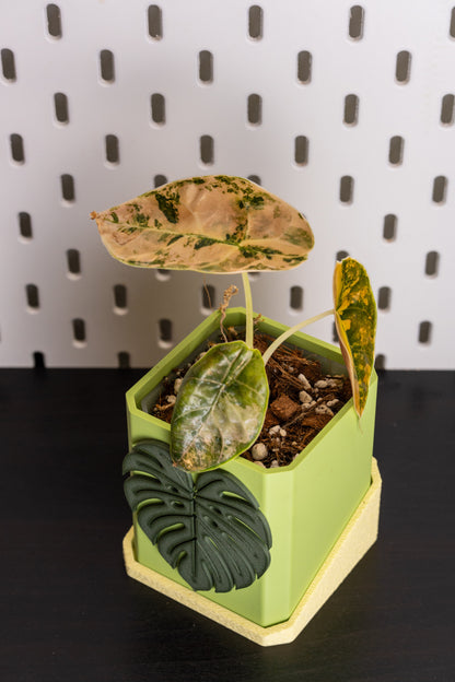 Alocasia Azlanii Aurea Variegata