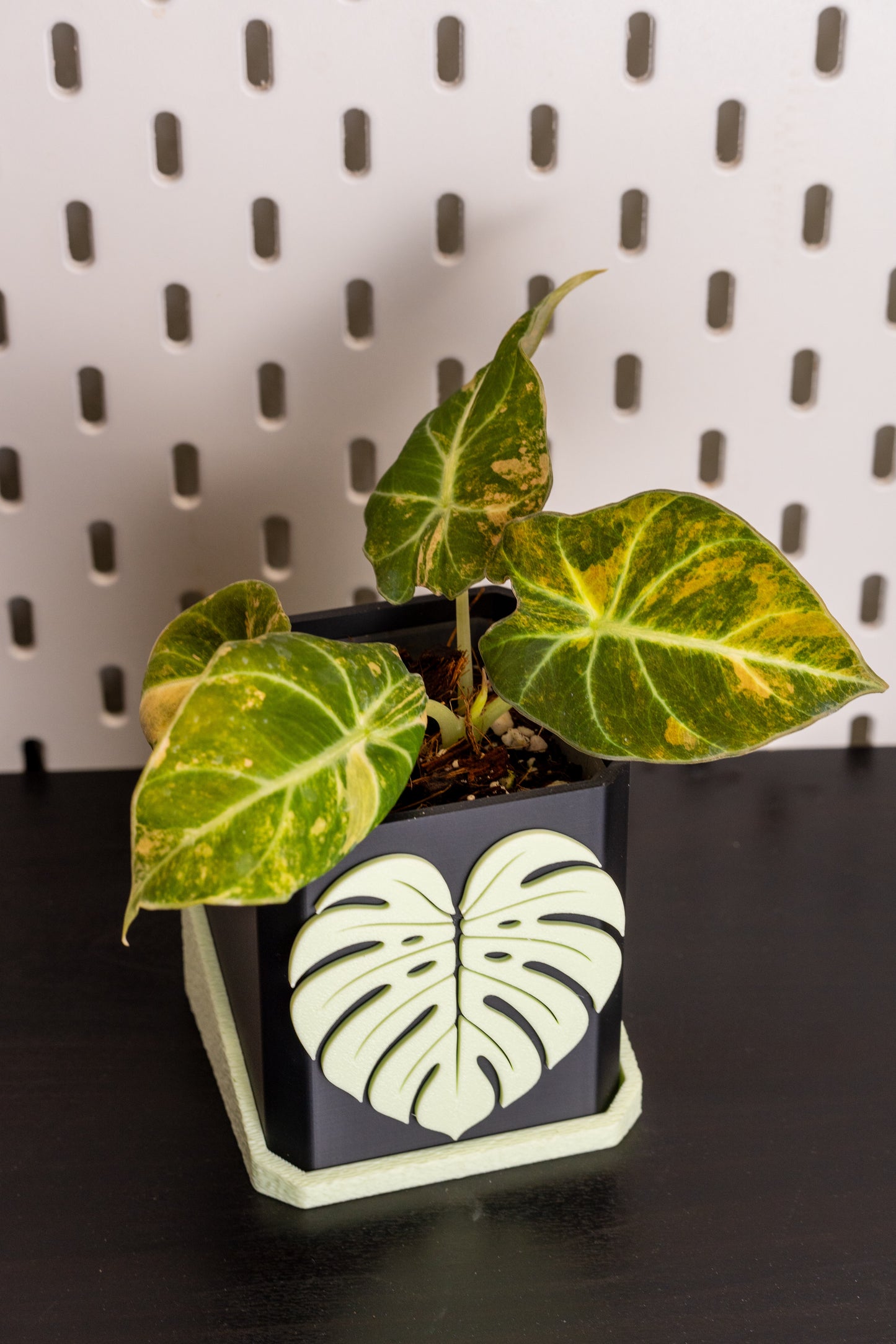 Alocasia Black Velvet Aurea Gold Variegata