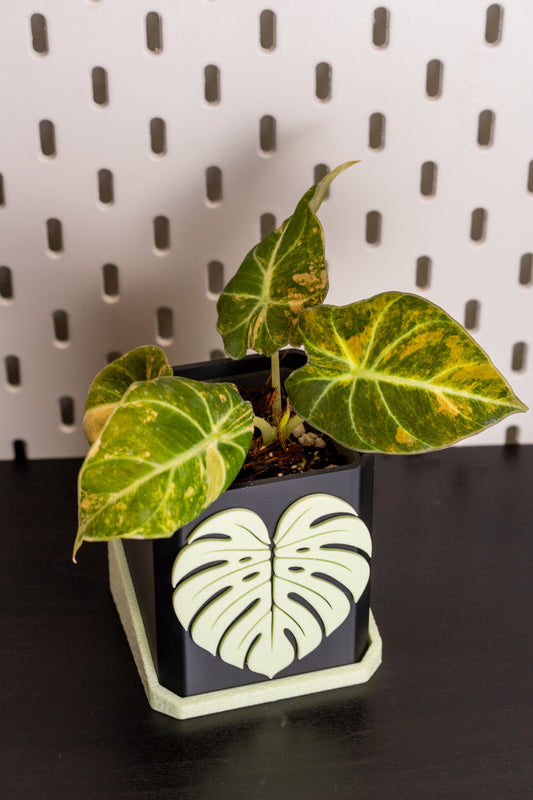 Alocasia Black Velvet Aurea Gold Variegata