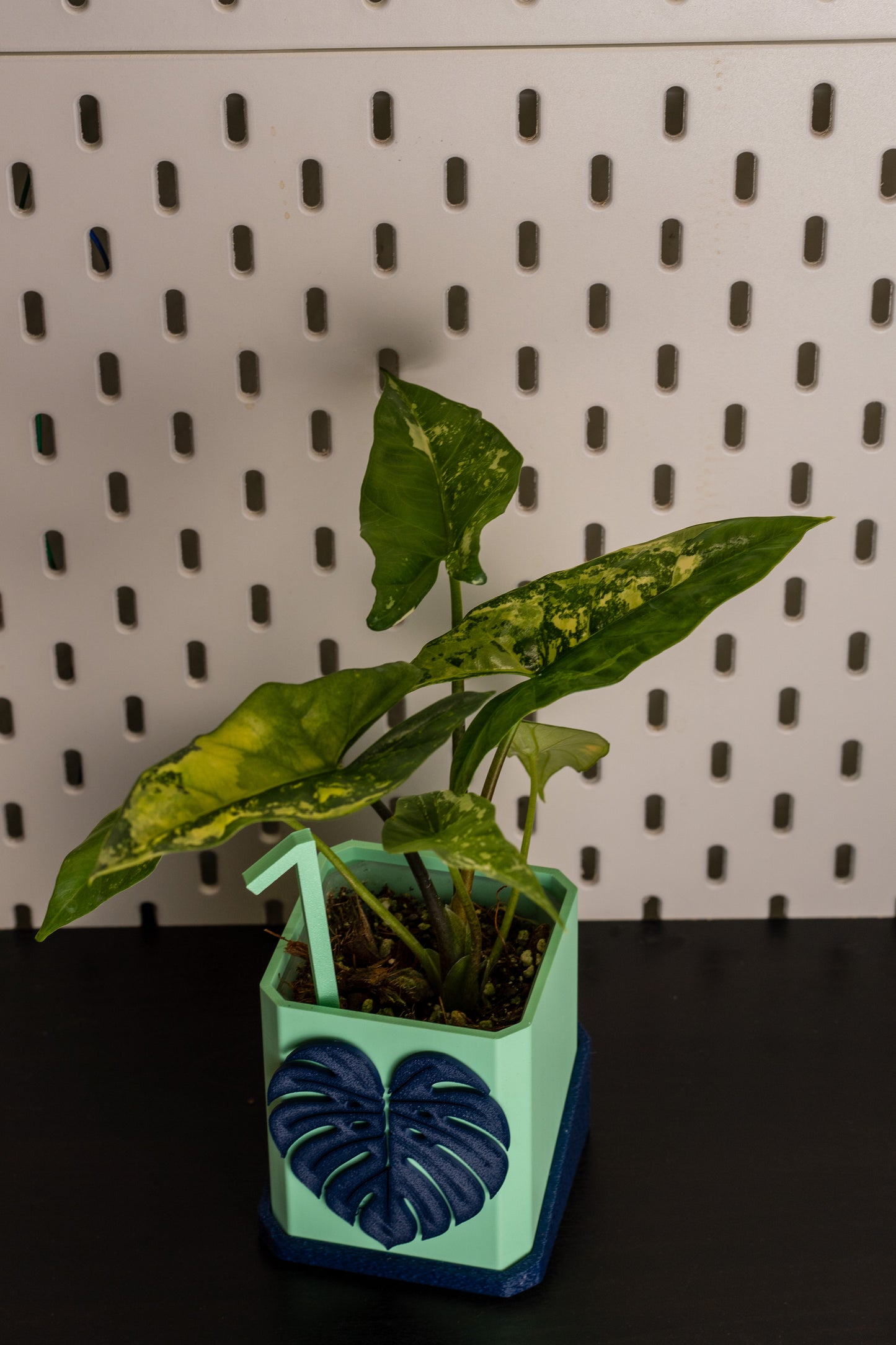 Alocasia Simpo Albo Variegata #1