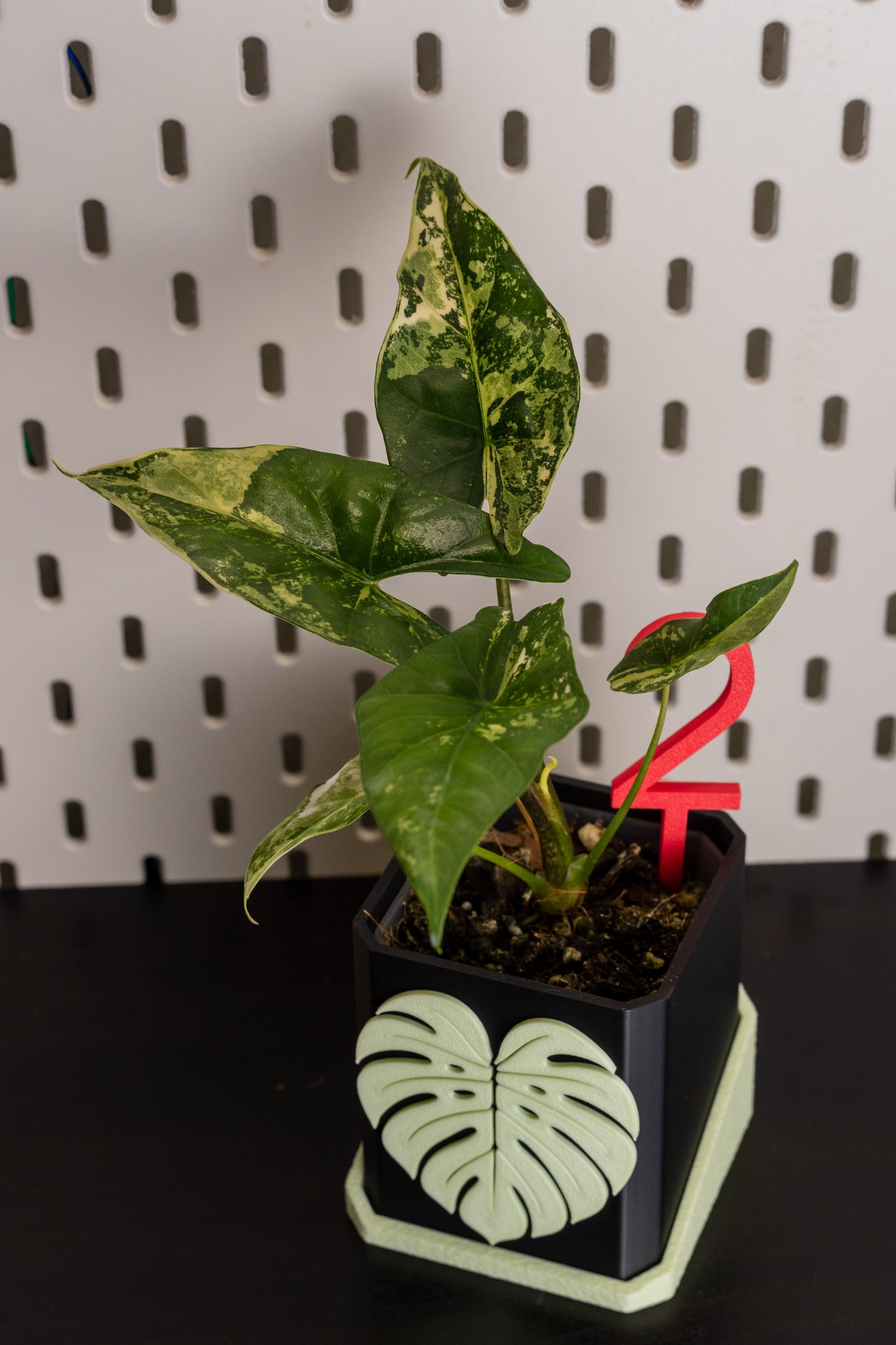 Alocasia Simpo Albo Variegata #1