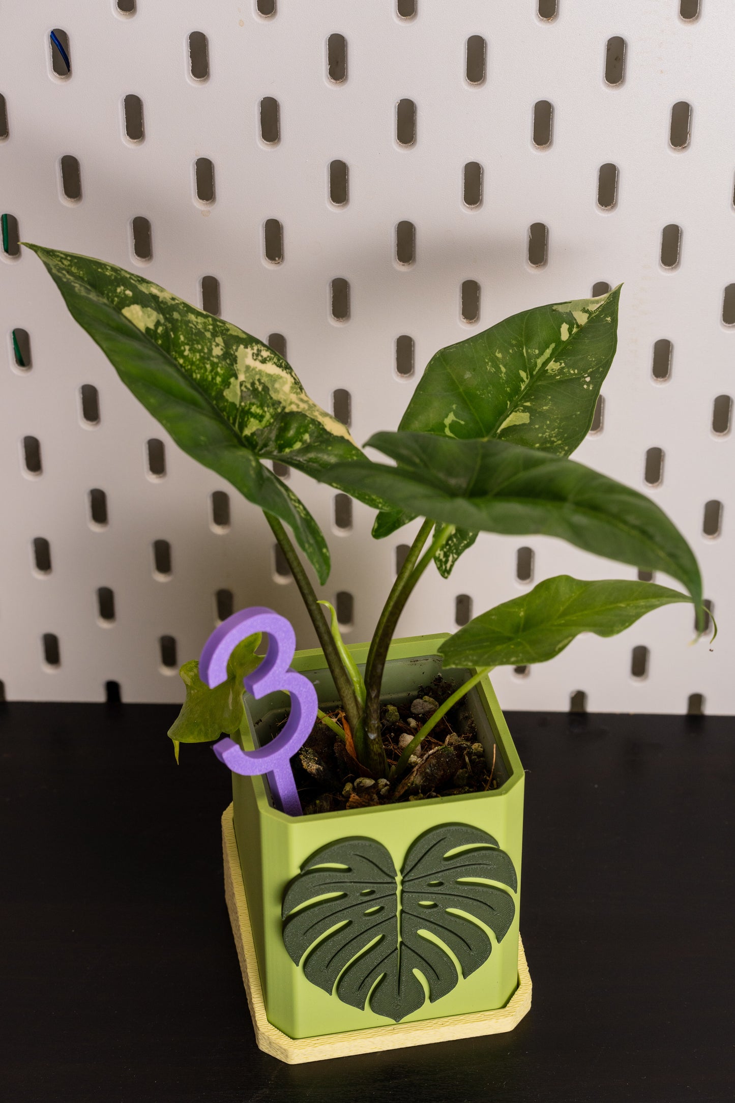 Alocasia Simpo Albo Variegata #1