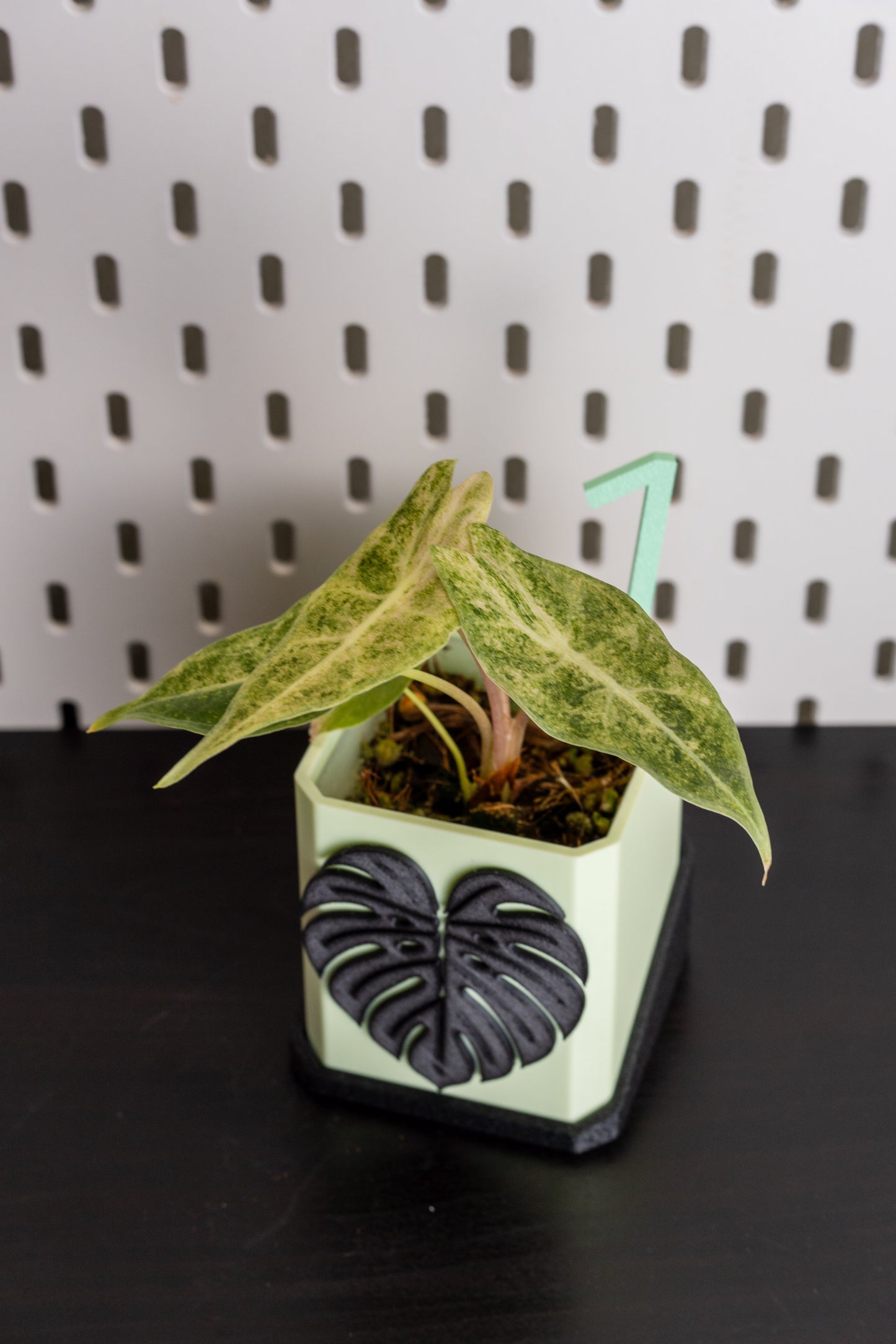 Alocasia Black Satun Pink Stardust Variegata