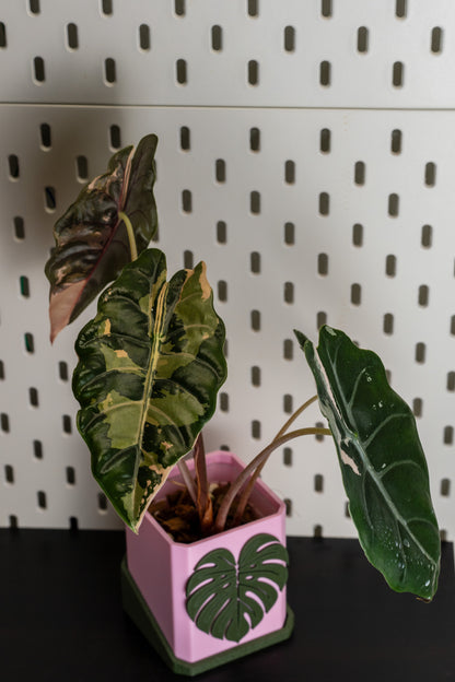 Alocasia Chantrieri Pink Variegata #1