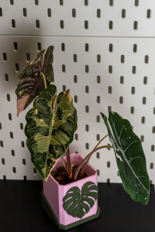 Alocasia Chantrieri Pink Variegata #1