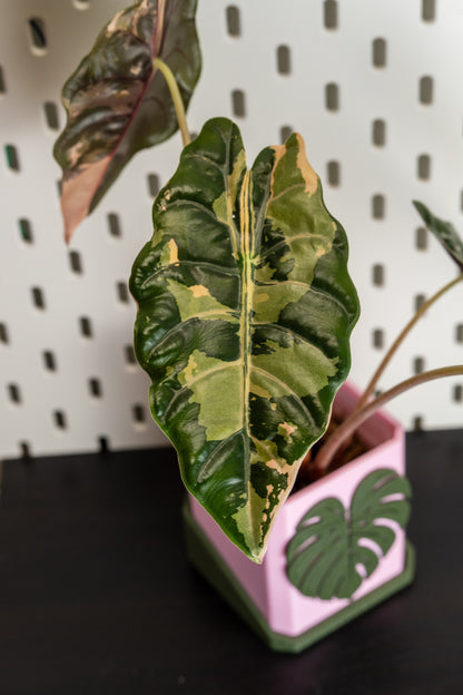 Alocasia Chantrieri Pink Variegata #1