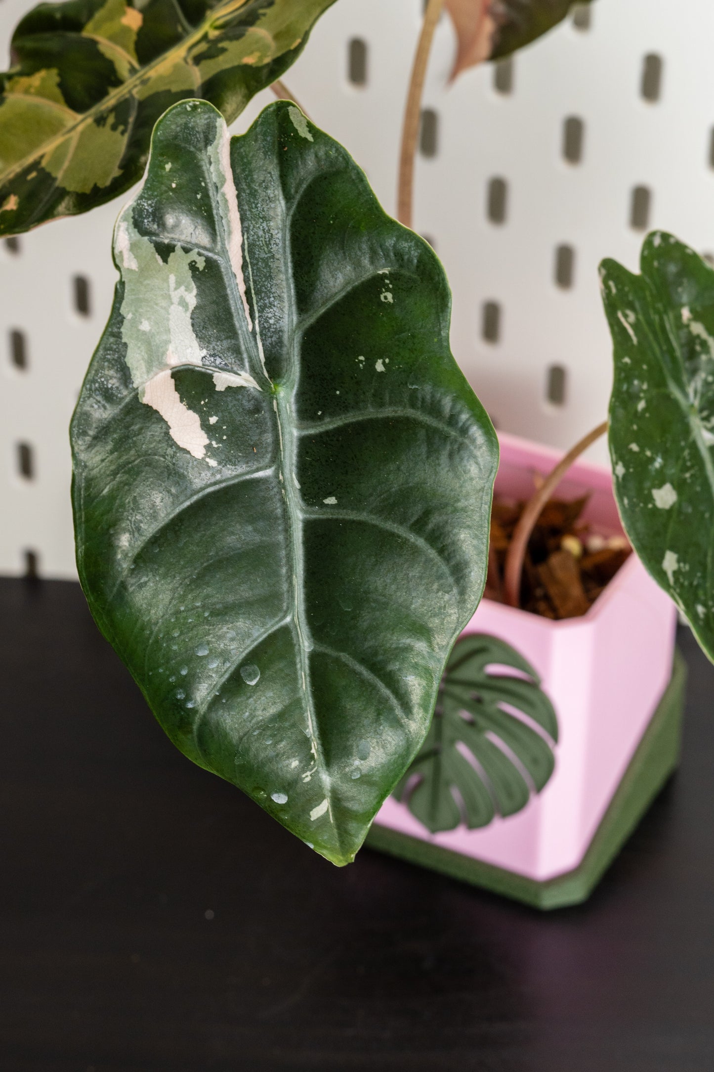Alocasia Chantrieri Pink Variegata #1