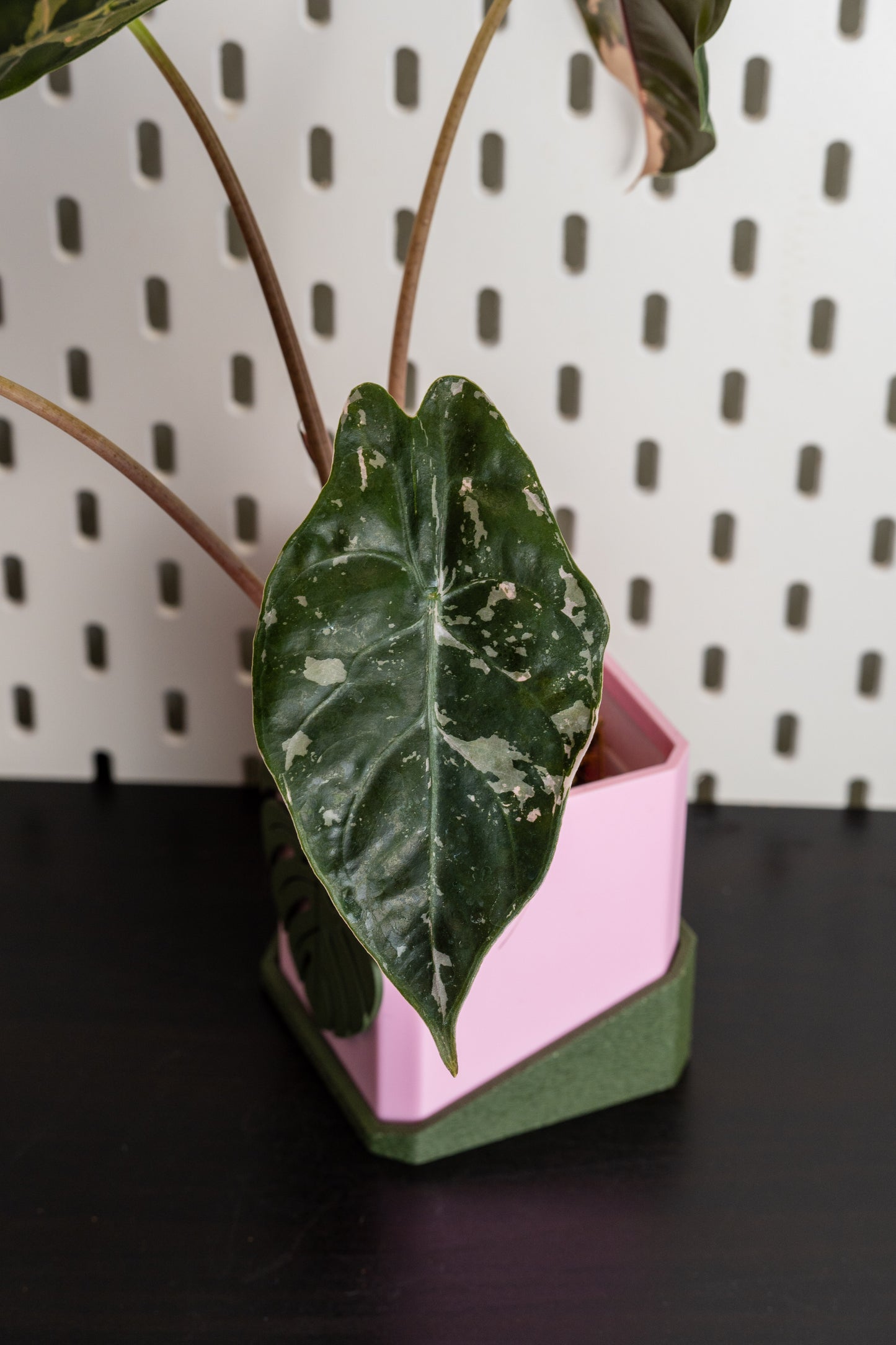 Alocasia Chantrieri Pink Variegata #1