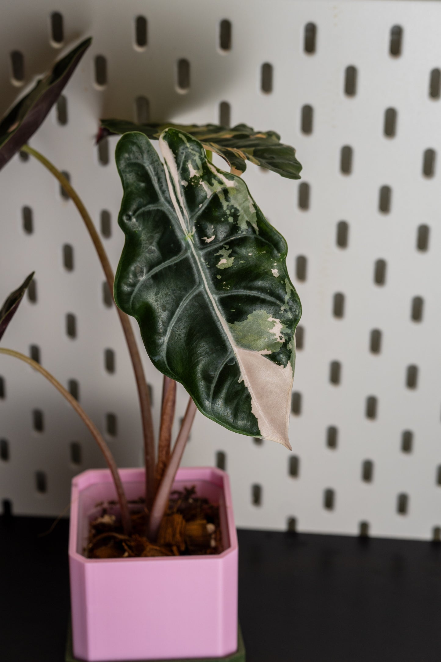 Alocasia Chantrieri Pink Variegata #1