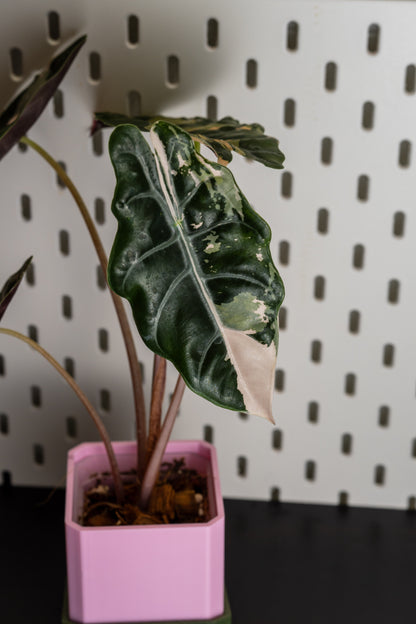 Alocasia Chantrieri Pink Variegata #1