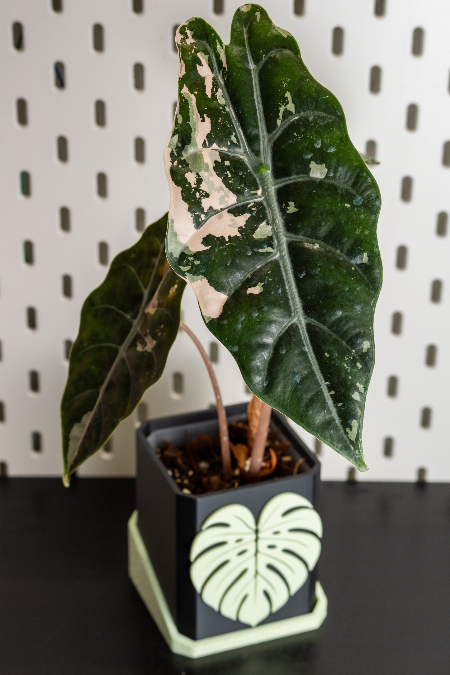 Alocasia Chantrieri Pink Variegata #2
