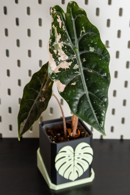 Alocasia Chantrieri Pink Variegata #2