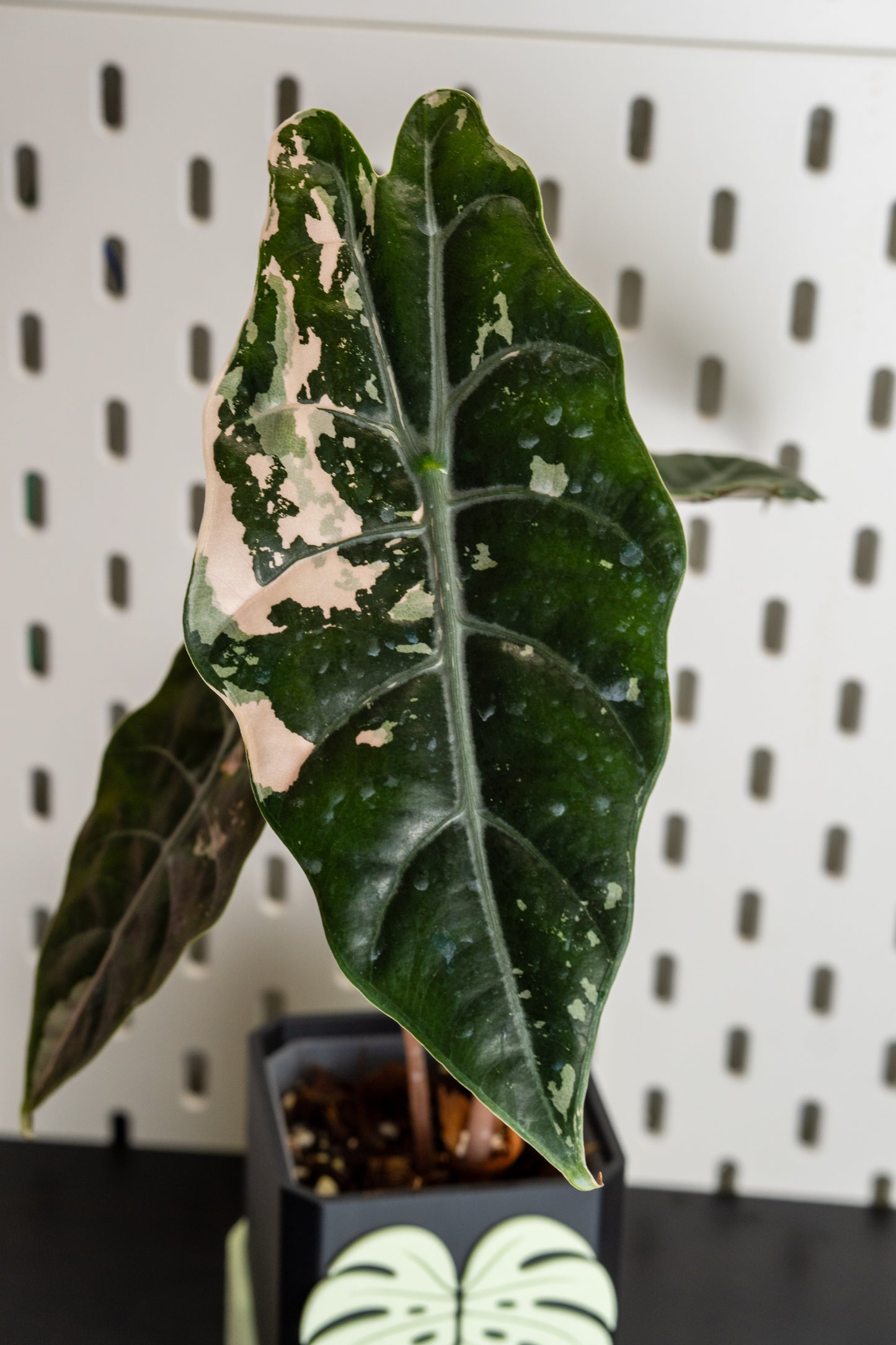 Alocasia Chantrieri Pink Variegata #2